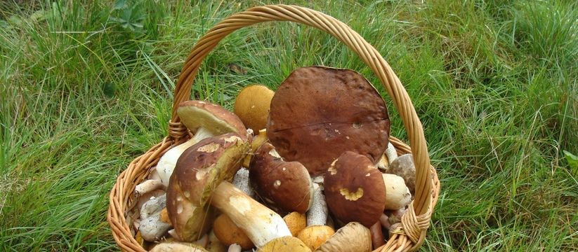Ученые опубликовали самый полезный гриб: не шампиньоны, не вешенки, он в два раза полезнее лисичек