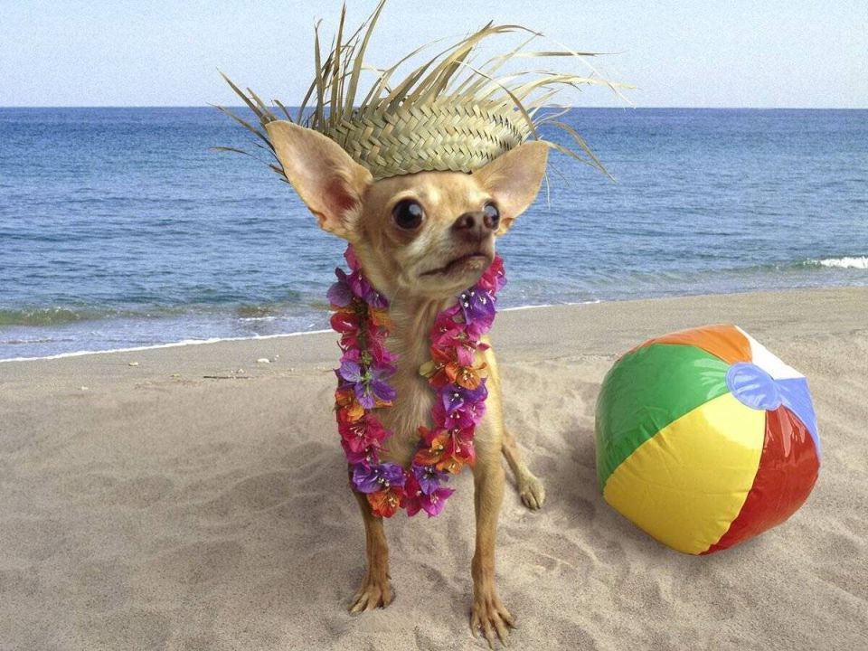 Как провести отпуск с питомцем: важные советы для ответственных хозяев