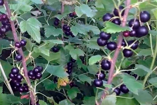 Смородина Геркулес: Как вырастить ароматные ягоды на своём участке