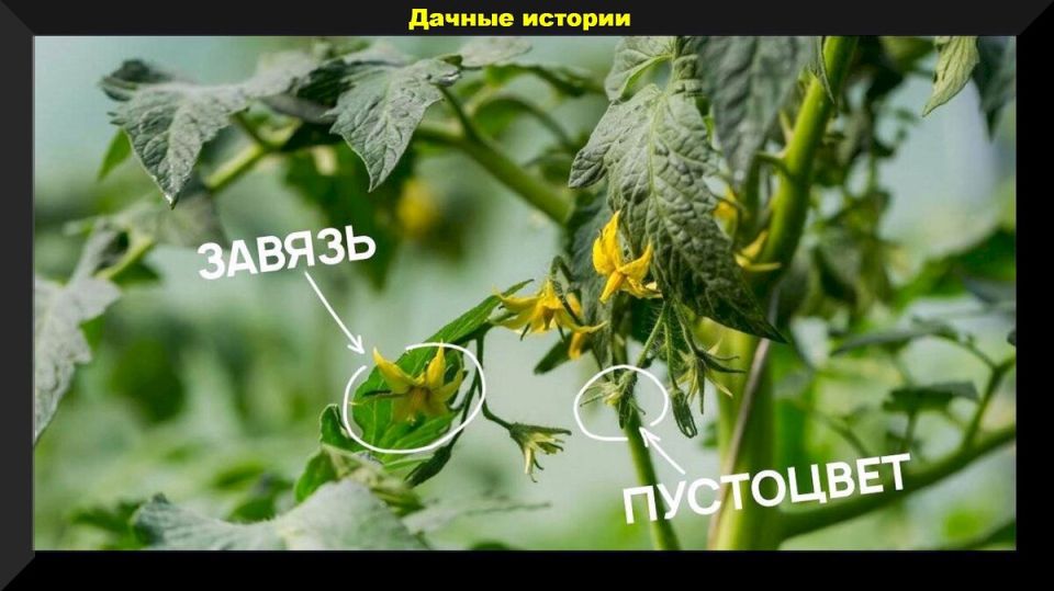 Как защитить томаты от проблем в конце августа: советы для дачников