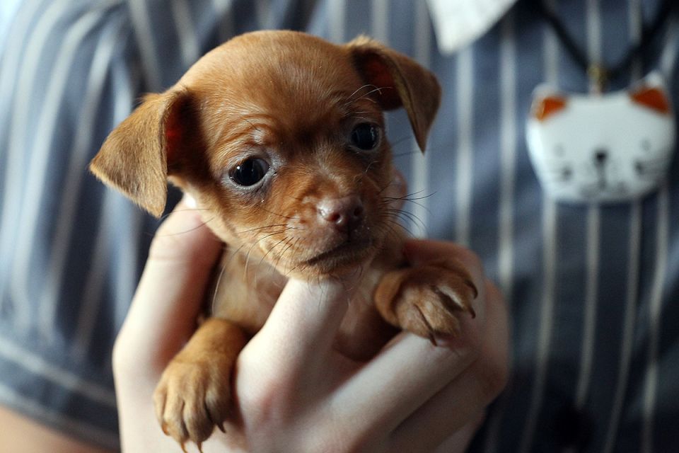 Ограничение на домашних любимцев: законопроект в Госдуме