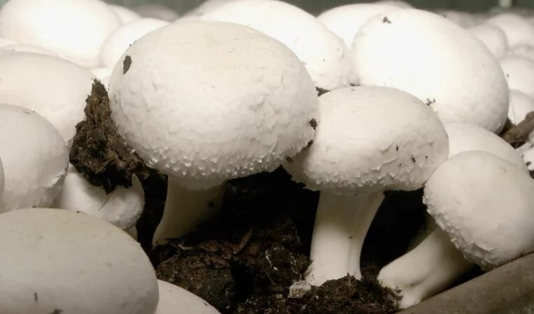 Как вырастить шампиньоны на даче: простая инструкция для начинающих