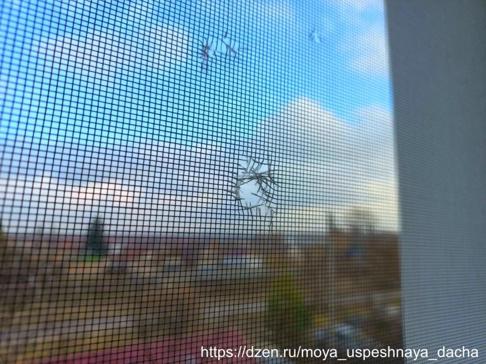 Неожиданное открытие: кто портит сетку на окне?