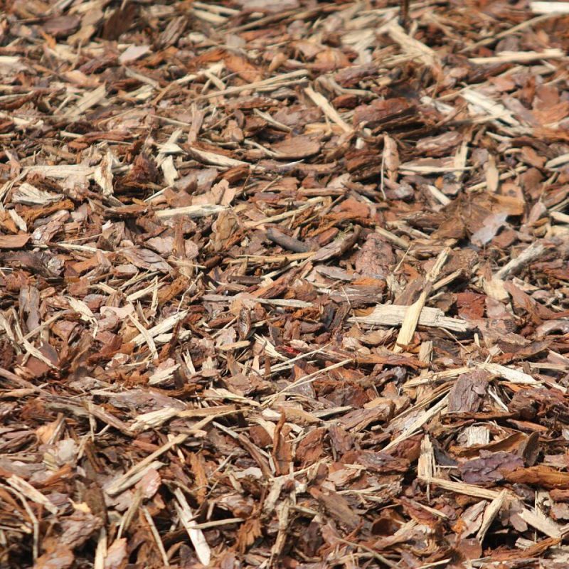 Как кора осины помогает защитить ваши растения от болезней