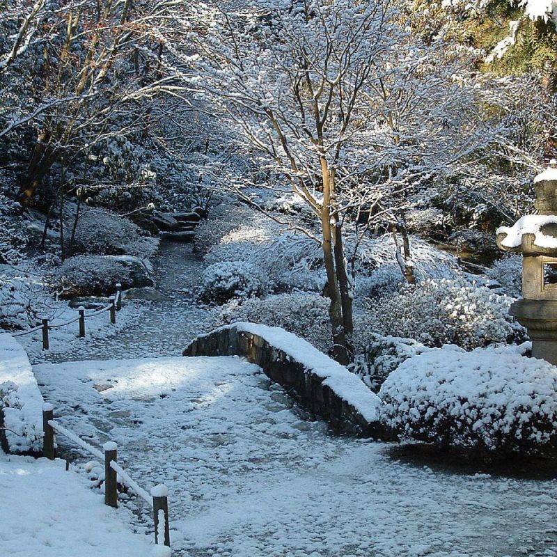 Как правильно обрезать деревья в зимний период: секреты успешного ухода за садом