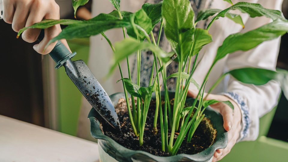 Как избавить домашние цветы от паутинного клеща: эти советы точно помогут спасти любимое растение