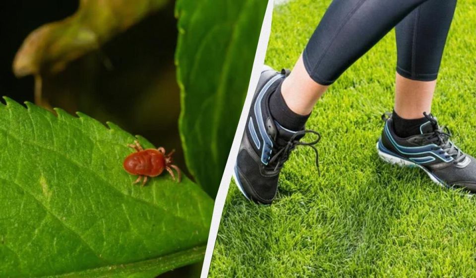 Как избежать встречи с клещами: простые советы и народные рецепты