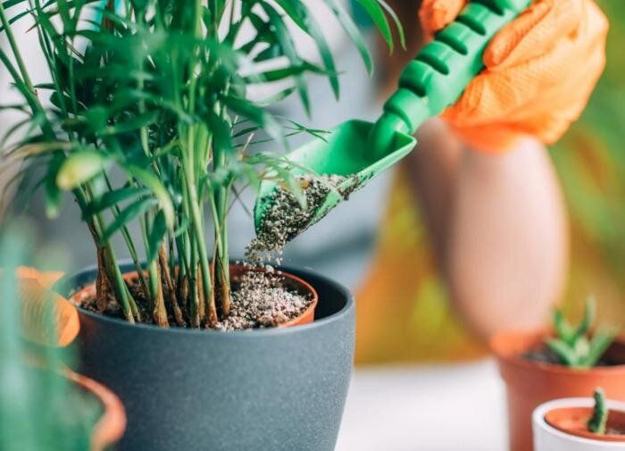 Как правильно использовать гранулированные удобрения для домашних растений