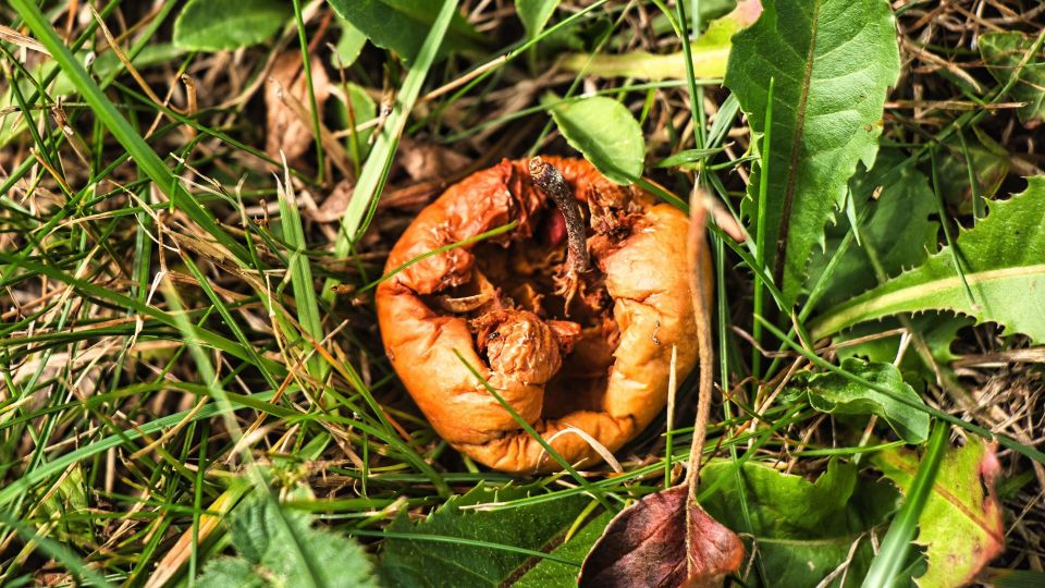 Червивую падалицу можно класть в компост при одном условии: запомните раз и навсегда