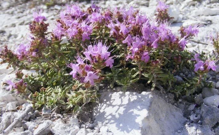 Как мел может преобразить ваш сад: секреты для здоровья растений