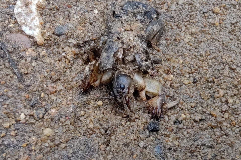 Медведка: как распознать и победить этого огородного врага