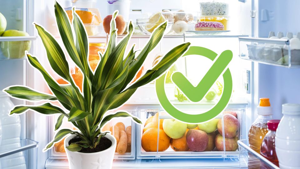 Буйный рост драцены будет не остановить: чудеса сотворит подкормка из остатков еды