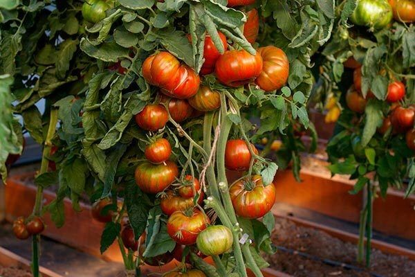 Томат Полосатый шоколад: экзотика на вашем участке