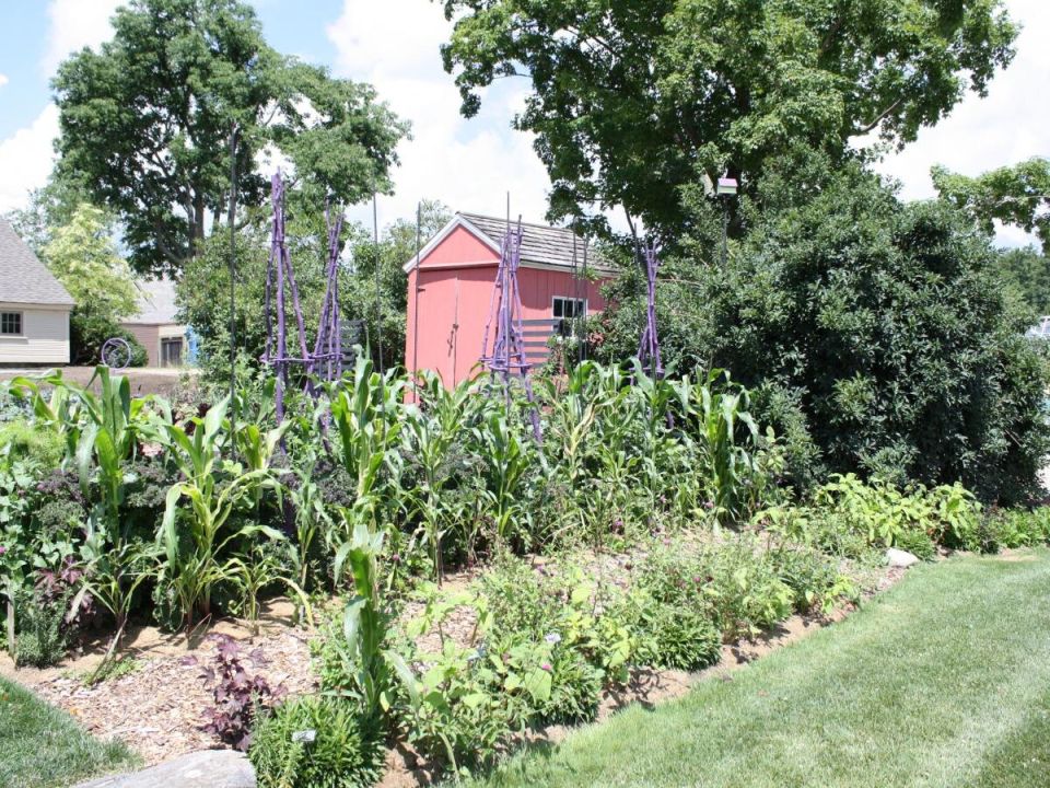 Экологичные способы борьбы с улитками и слизнями
