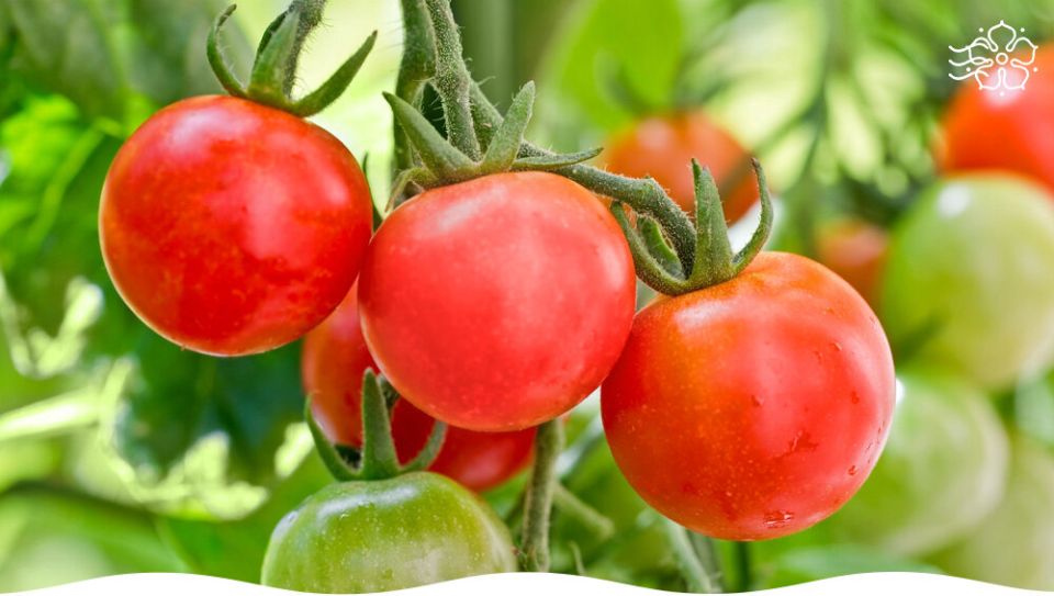 Гиганты на даче: самые вкусные гибриды крупноплодных томатов для вашего огорода