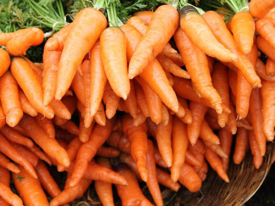 Неправильный выбор места для моркови может обернуться провалом