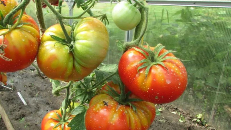 Крупные томаты: лучшие сорта 2025 года