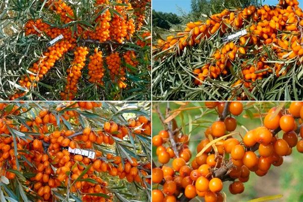 Первые шаги к сбору урожая: популярные сорта бесшипной облепихи