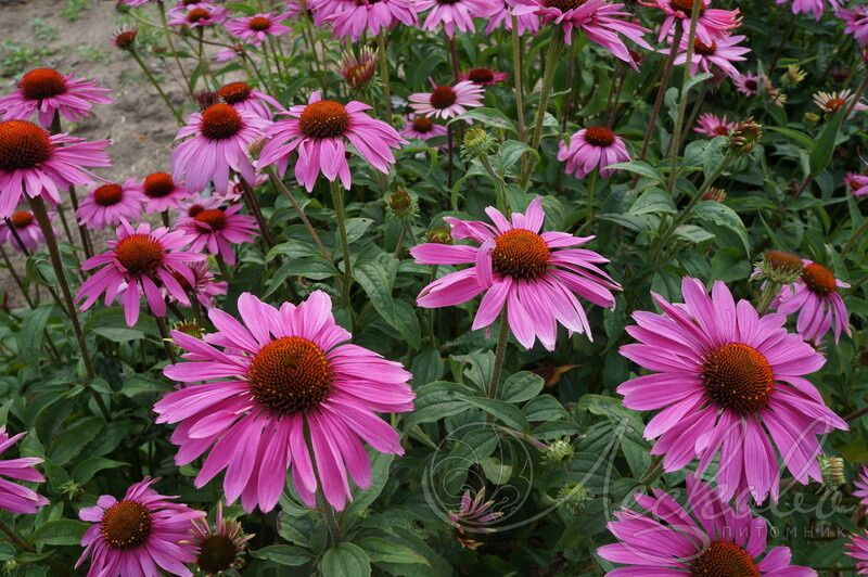 Уход за эхинацеей: как подготовить растение к зиме с помощью осенних подкормок