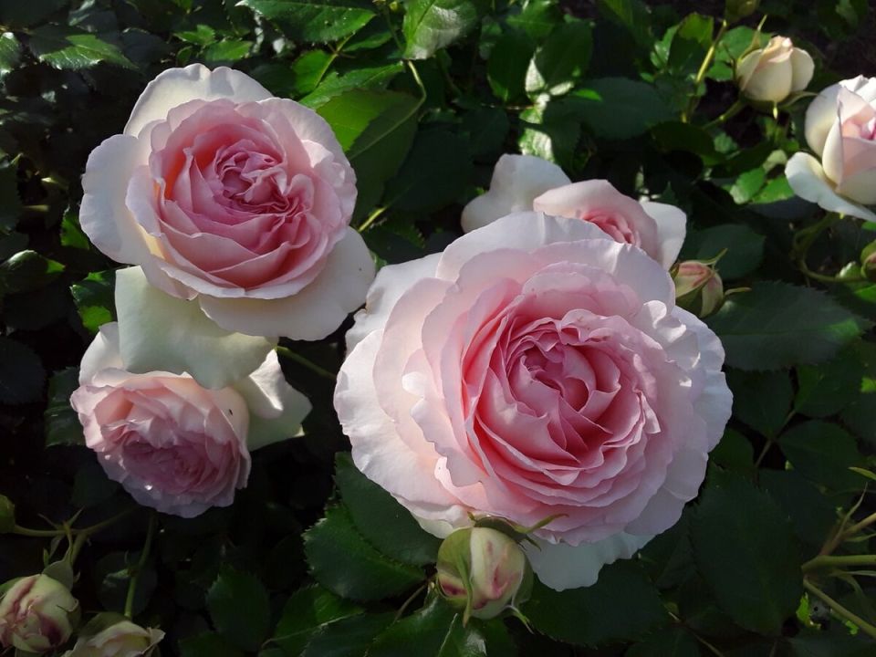 Цветущая борьба: выбор самых стойких роз для садоводов