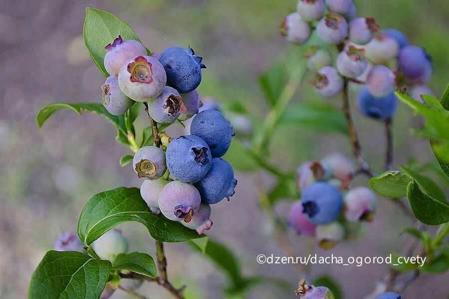 Как обрезка голубики может стать вашим секретом к богатому урожаю