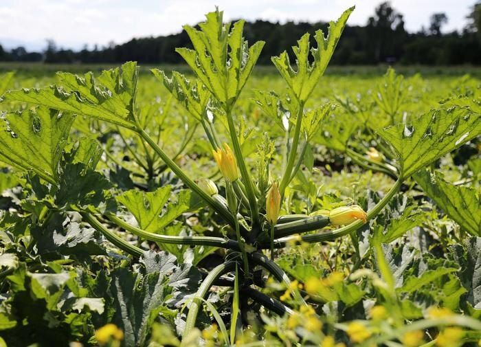 Как правильно удобрять кабачки для максимального урожая