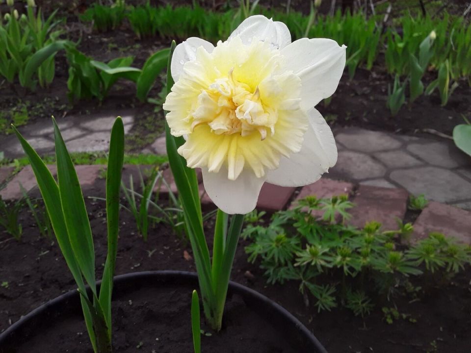 Контейнерный сад: итоги сезона и неожиданные находки в растительном мире