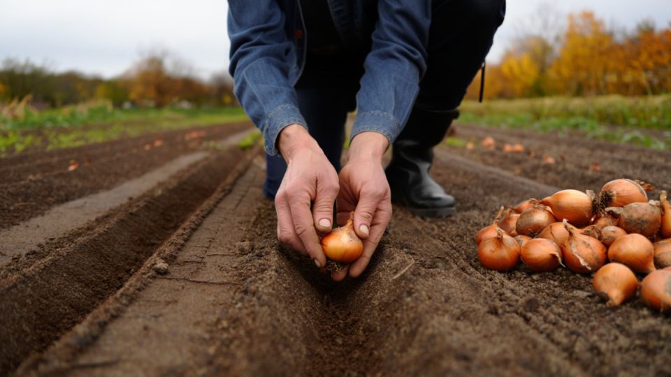 ��� ��������� ��� ������� ������: ������� ������ �������