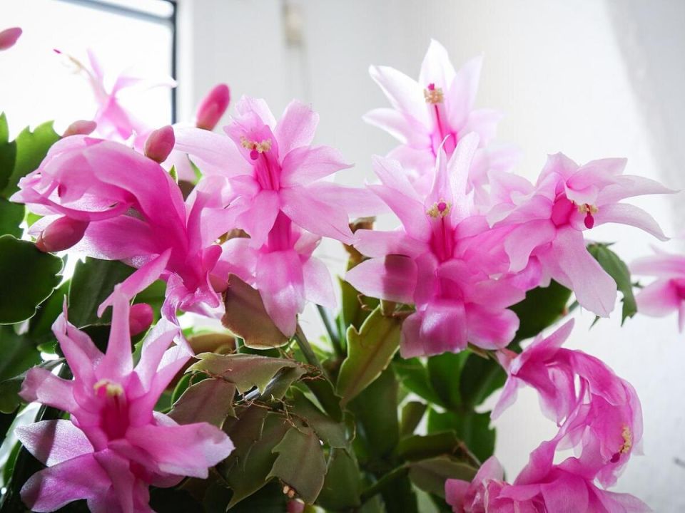 ��� ��������� �������� ���������: ������ ������ �������� �����