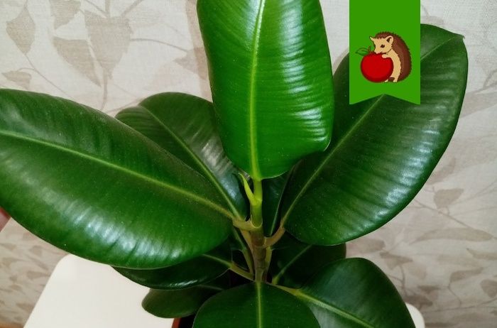 Уход за фикусом: секреты для здорового роста и красивых листьев