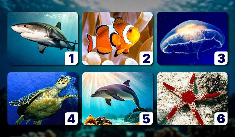 ��� ������� ������� ��������, ������� �������� ���� ��������: ���������� ����