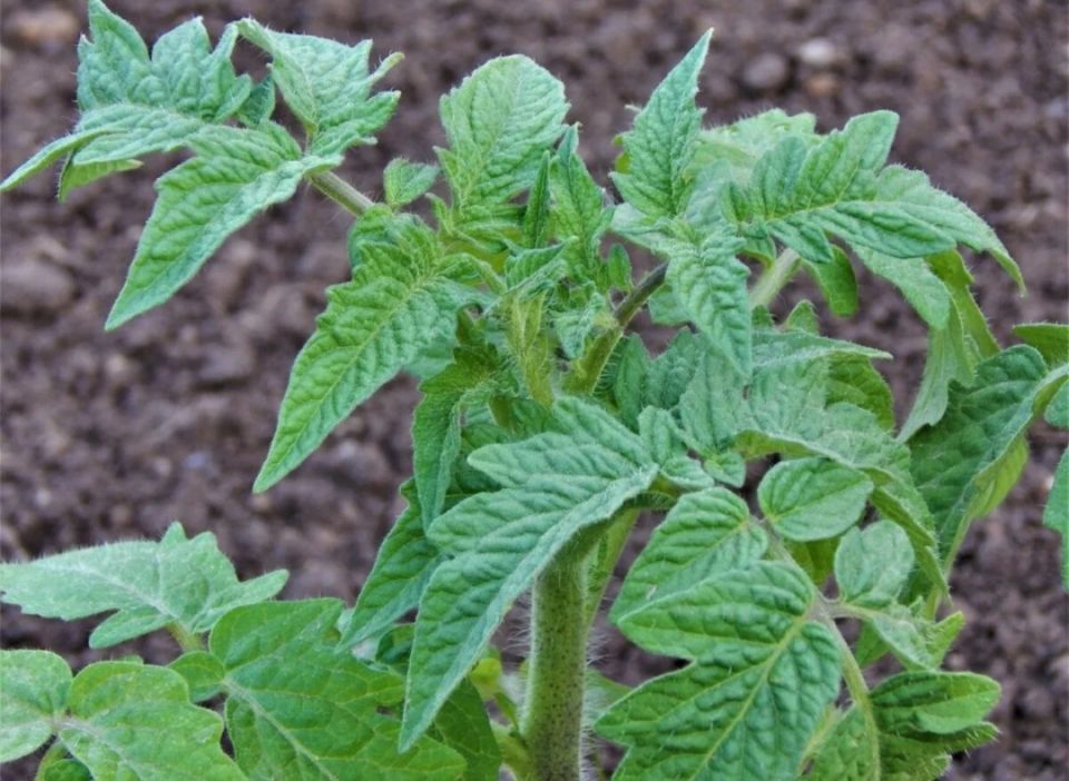 ��� ������������� ����������� �������: ������ �� ��������� � �����