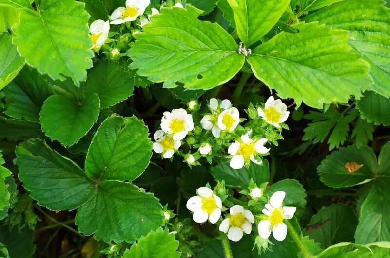 ����������� ������ ��������� �������� �� ����� ��������