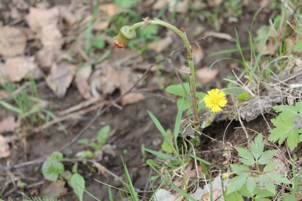Мать-и-мачеха: как сохранить полезные свойства и избежать бедствия на огороде
