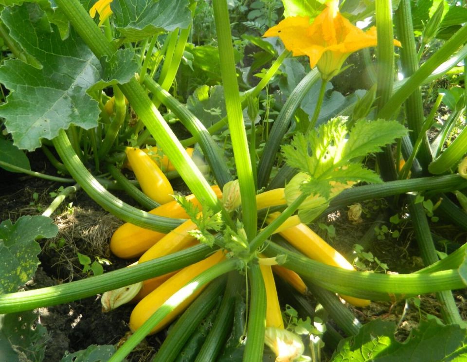 Проблемы с горечью кабачков: как сохранить вкус и уберечь урожай