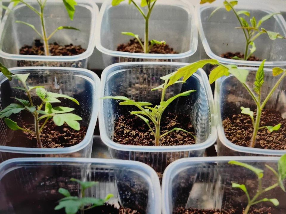 Секреты успешного посева: когда сажать рассаду, чтобы не ошибиться в сроках