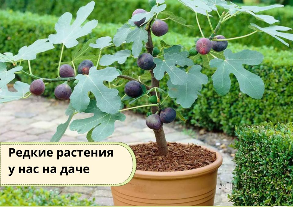 ������ ��������, ������� ����� ��������� � ������� ������� ������