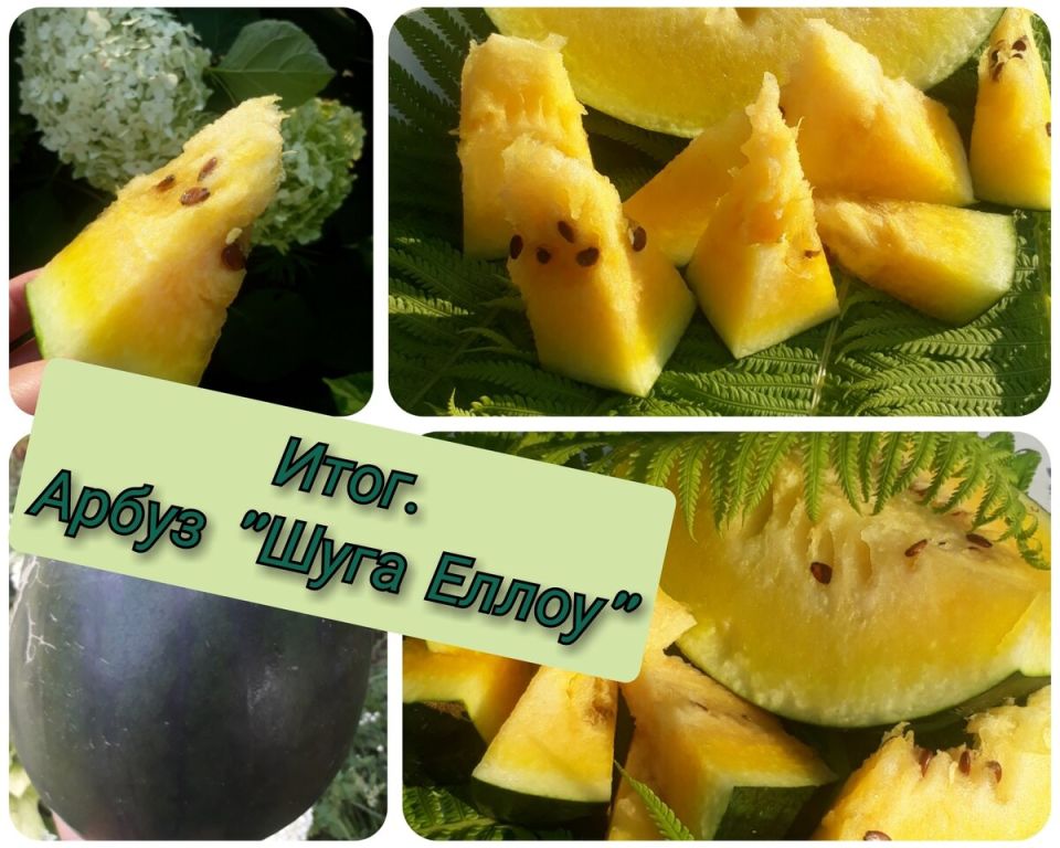 ��� ��������� ������� ����� � �������� ������: ������������ �����������