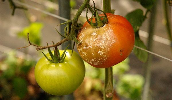 ����������� ������� ������ � ���������� �� ���������: ������� �������� �������