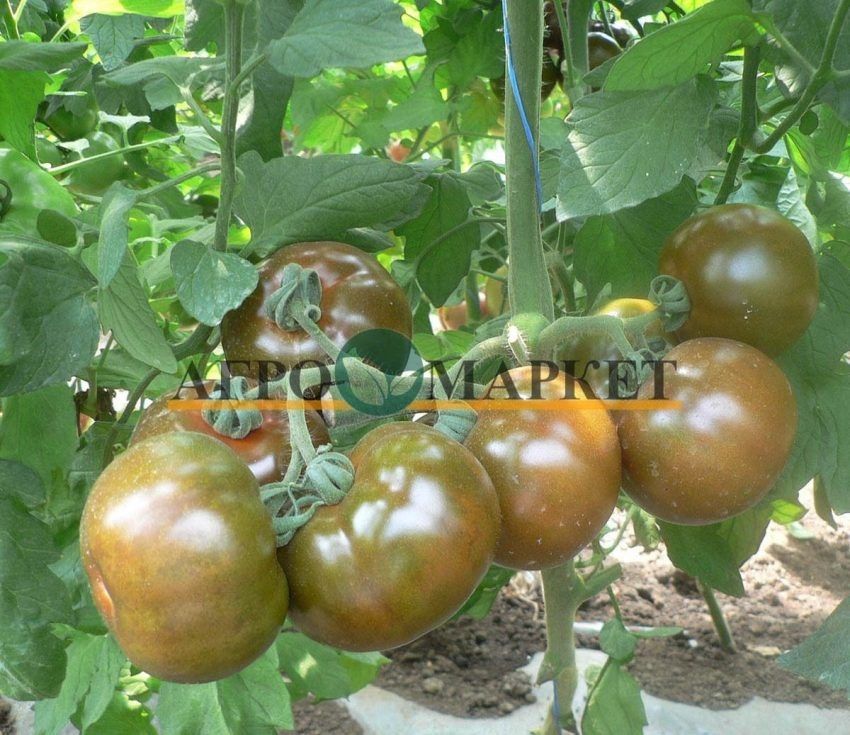 ����� �������: ���������� ����������� ������ � ������� ����������� �����������