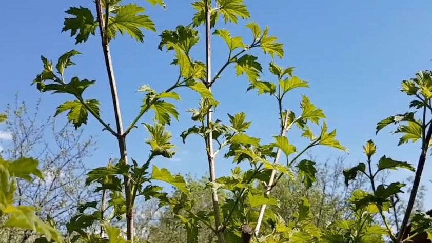 Как защитить калину Бульденеж от тли: эффективные народные методы