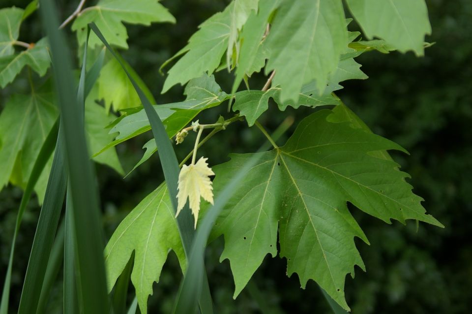 ������� ���������: ������� � �������������� ����������, ��� ���������� ����