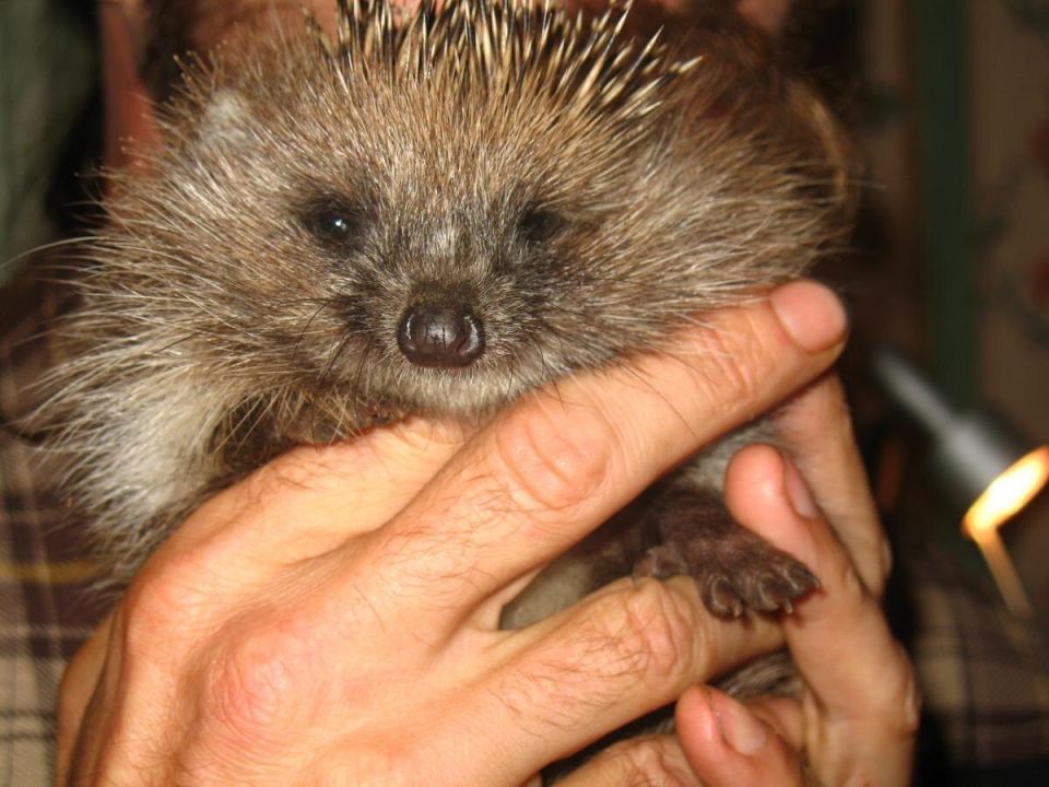 ��� ��� ��������� ������ ������� �������