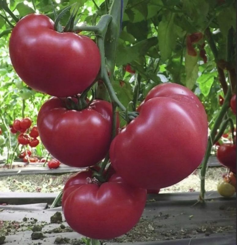 ����� ���������: ��������� � ���� �����������