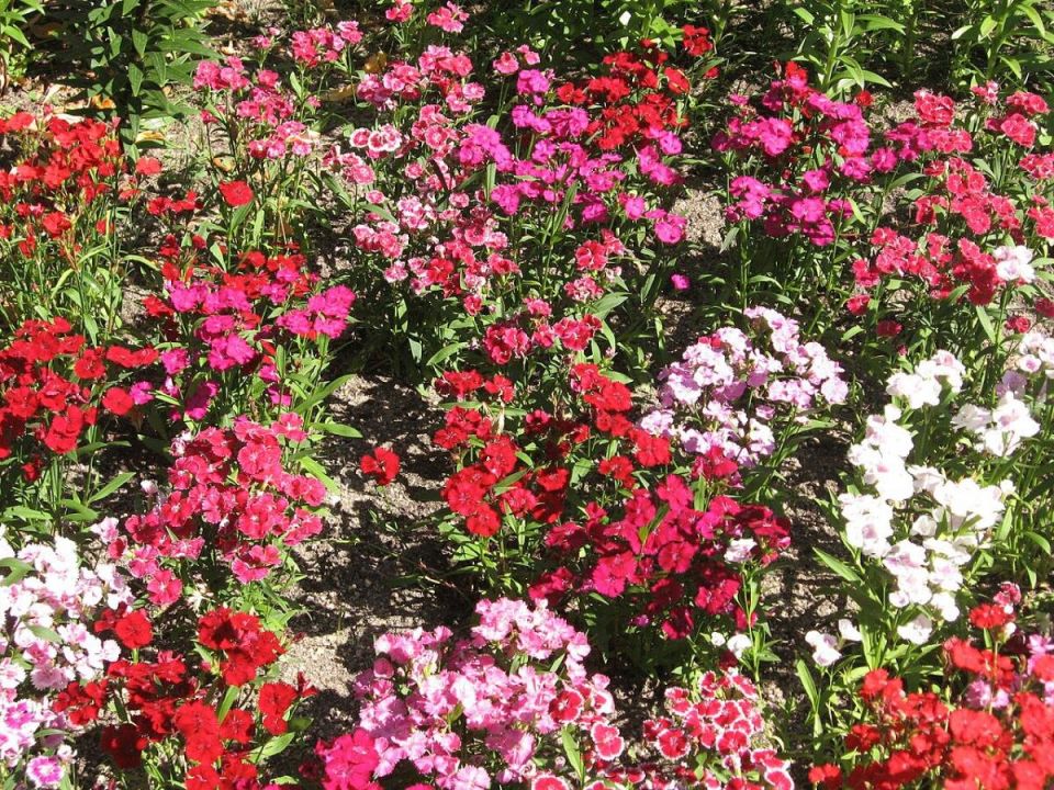 ��� ��� �����: 5 ��������� �������� ��� ������ �������