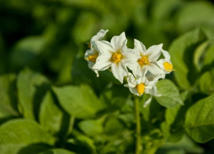 Секреты успешной посадки картофеля через рассаду