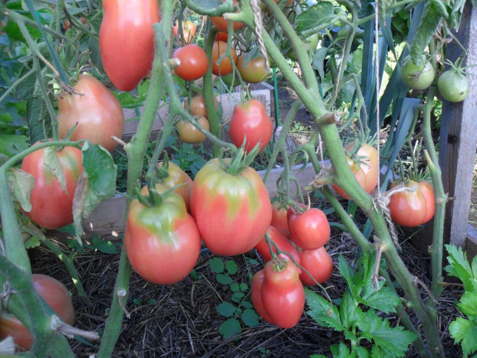 Томаты, которые не стоит сажать: мнение огородников