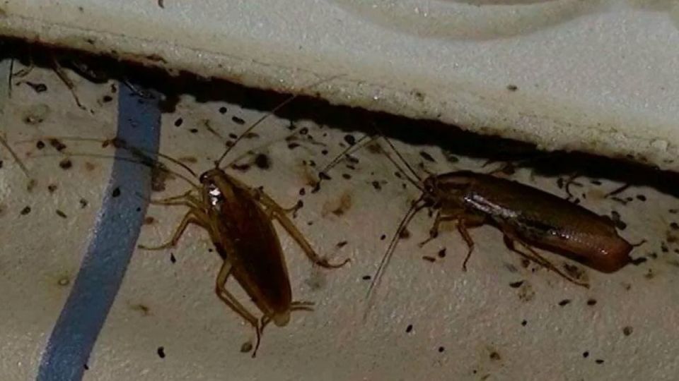 �������� ���������: ��� ���������� �� ��� ��� � ��������?