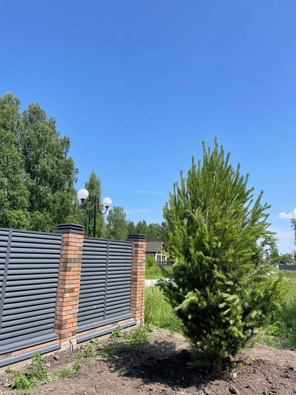 Как избежать зарастающего сада: секреты правильного размещения растений