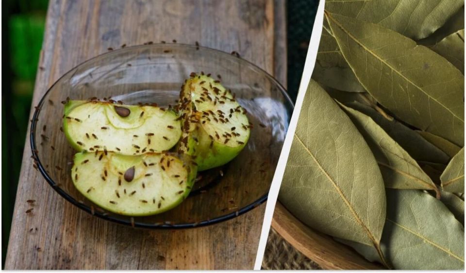 попрощайтесь с мошками: натуральные секреты борьбы с насекомыми